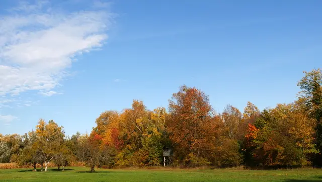 Herbstlich verfärbte Bäume am Waldrand in Altenheim, ein Jägerstuhl