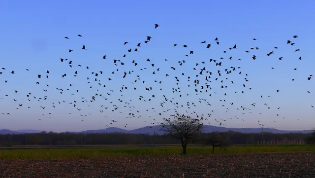 Vogelschwarm fliegt über ein Feld