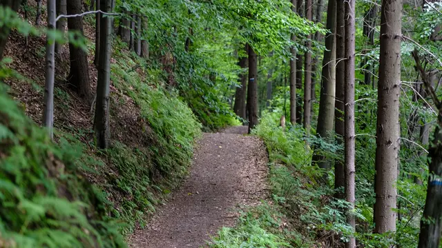 Waldweg, umringt von Laubbäumen