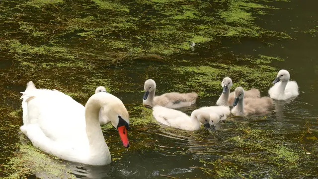 Eine Schwanenmutter und ihre Kinder auf dem Wasser