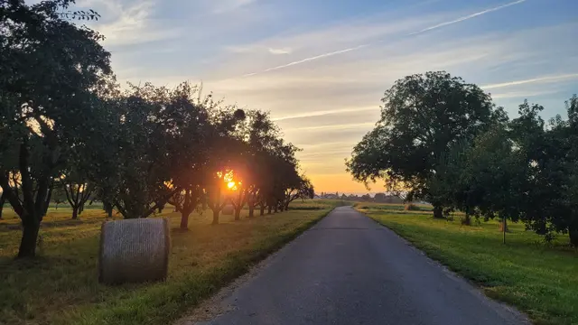 Straße durch Felder und Baumplantagen bei Sonnenaufgang