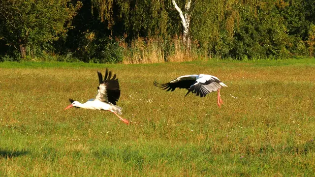 Storche fliegen über ein Feld